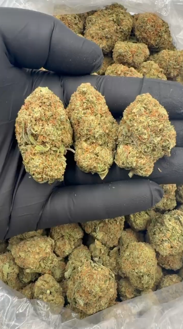 LCG Mixed Lights
